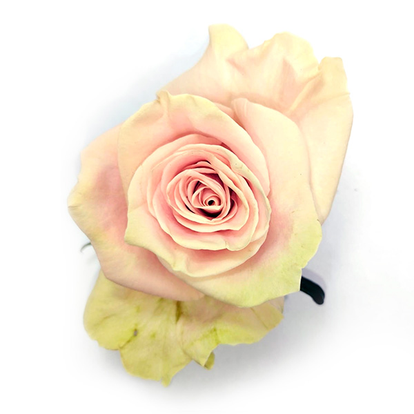 Pink Mondial